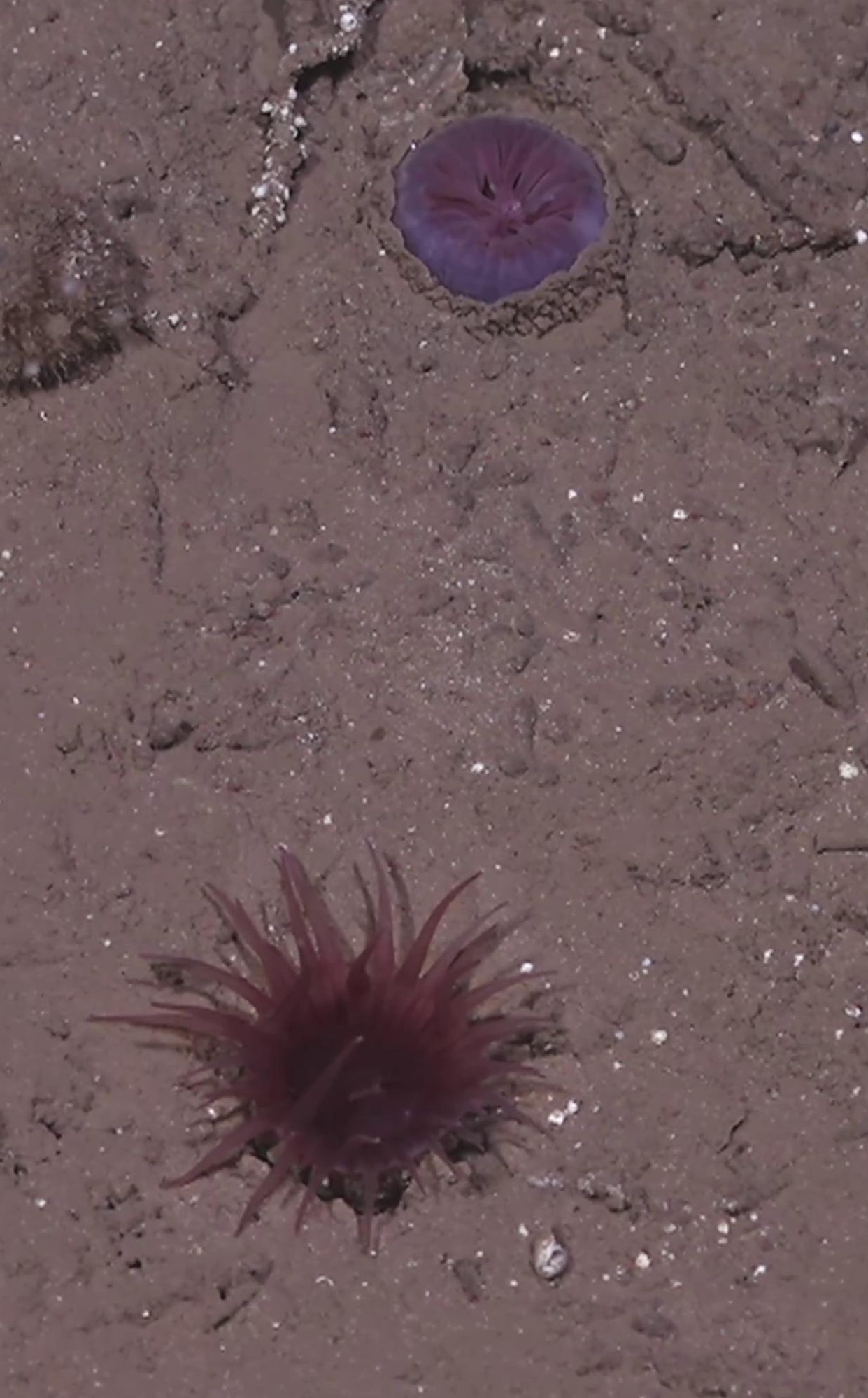 Cnidaria
