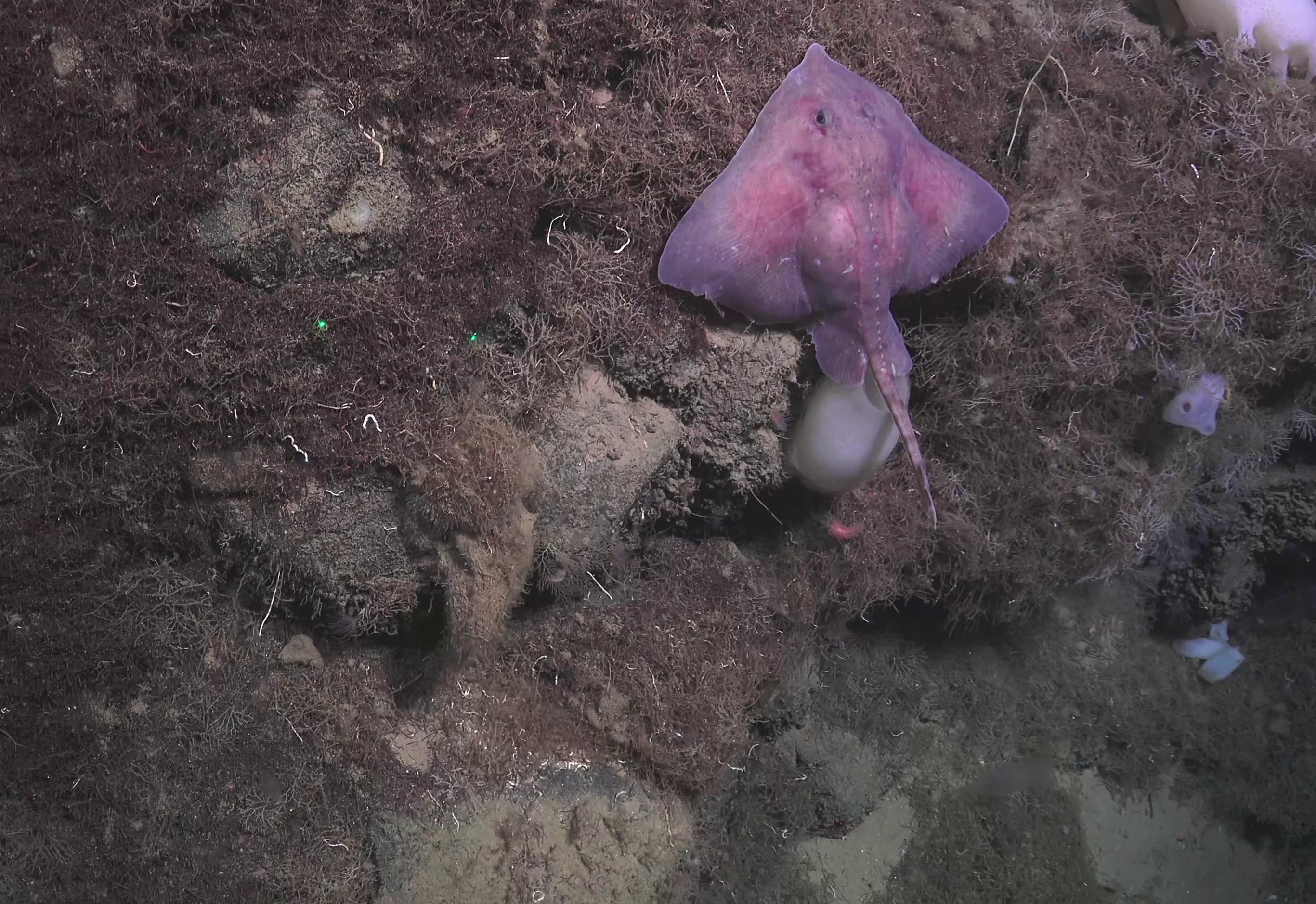 Amblyraja hyperborea