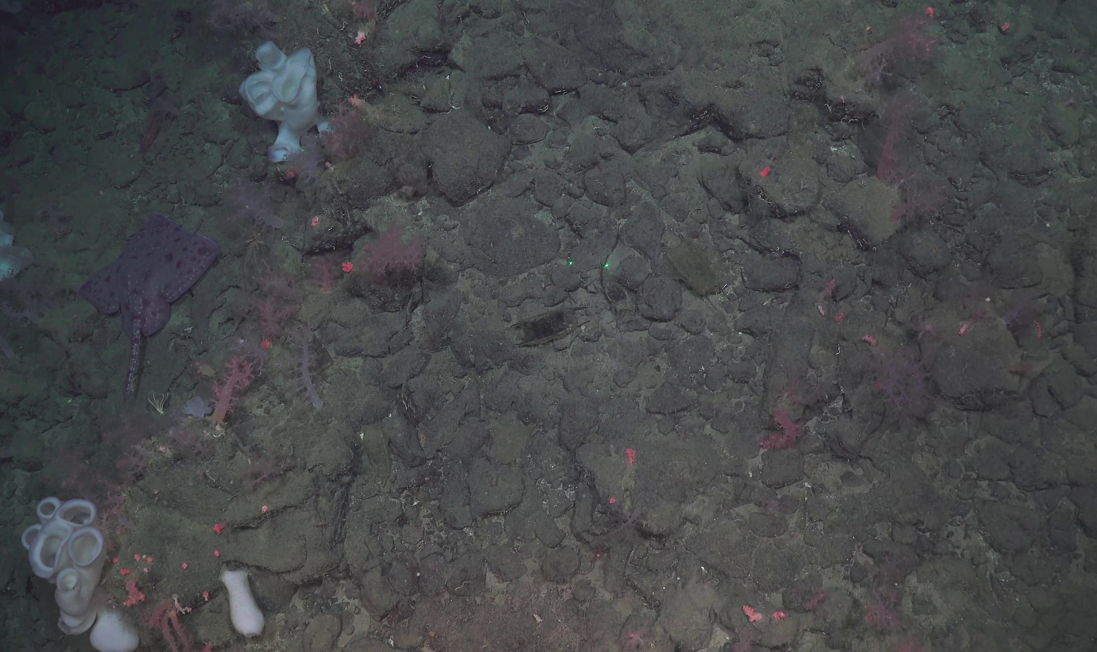 Amblyraja hyperborea