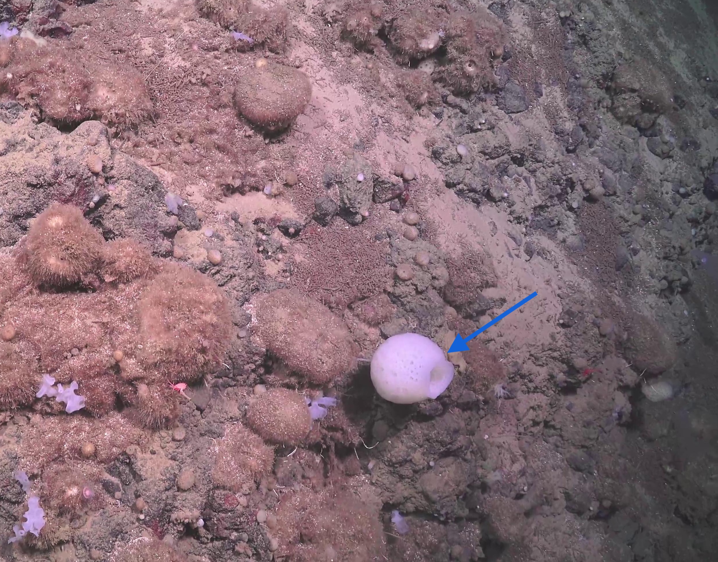 Porifera