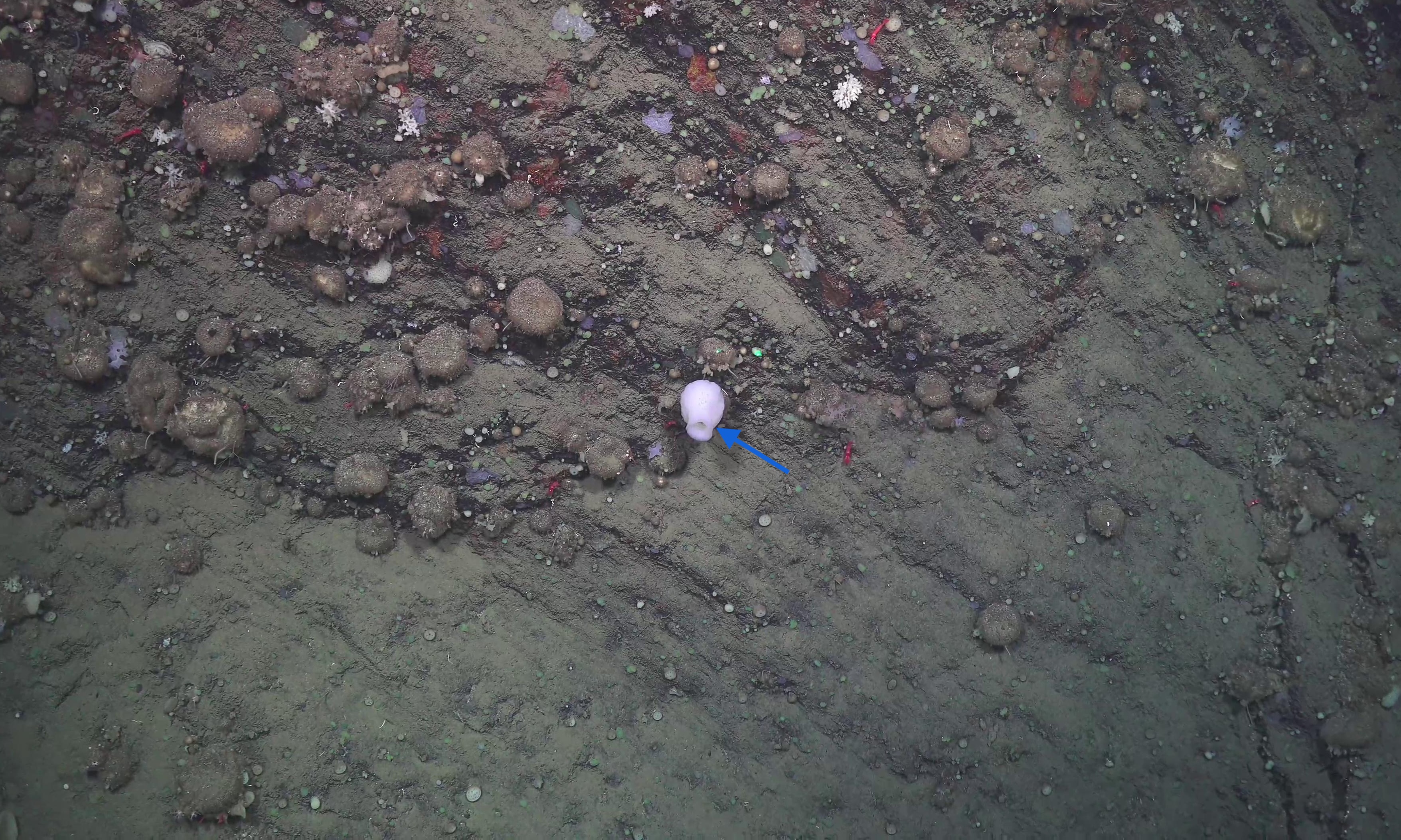 Amphidiscella monai