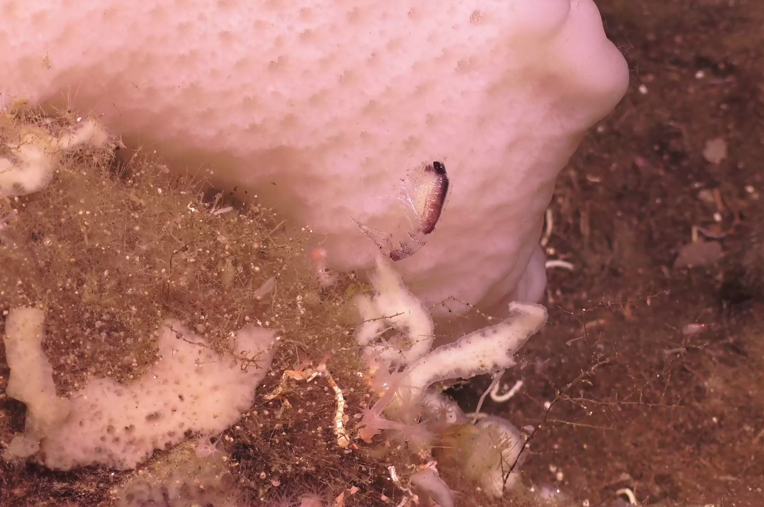 Amphipoda