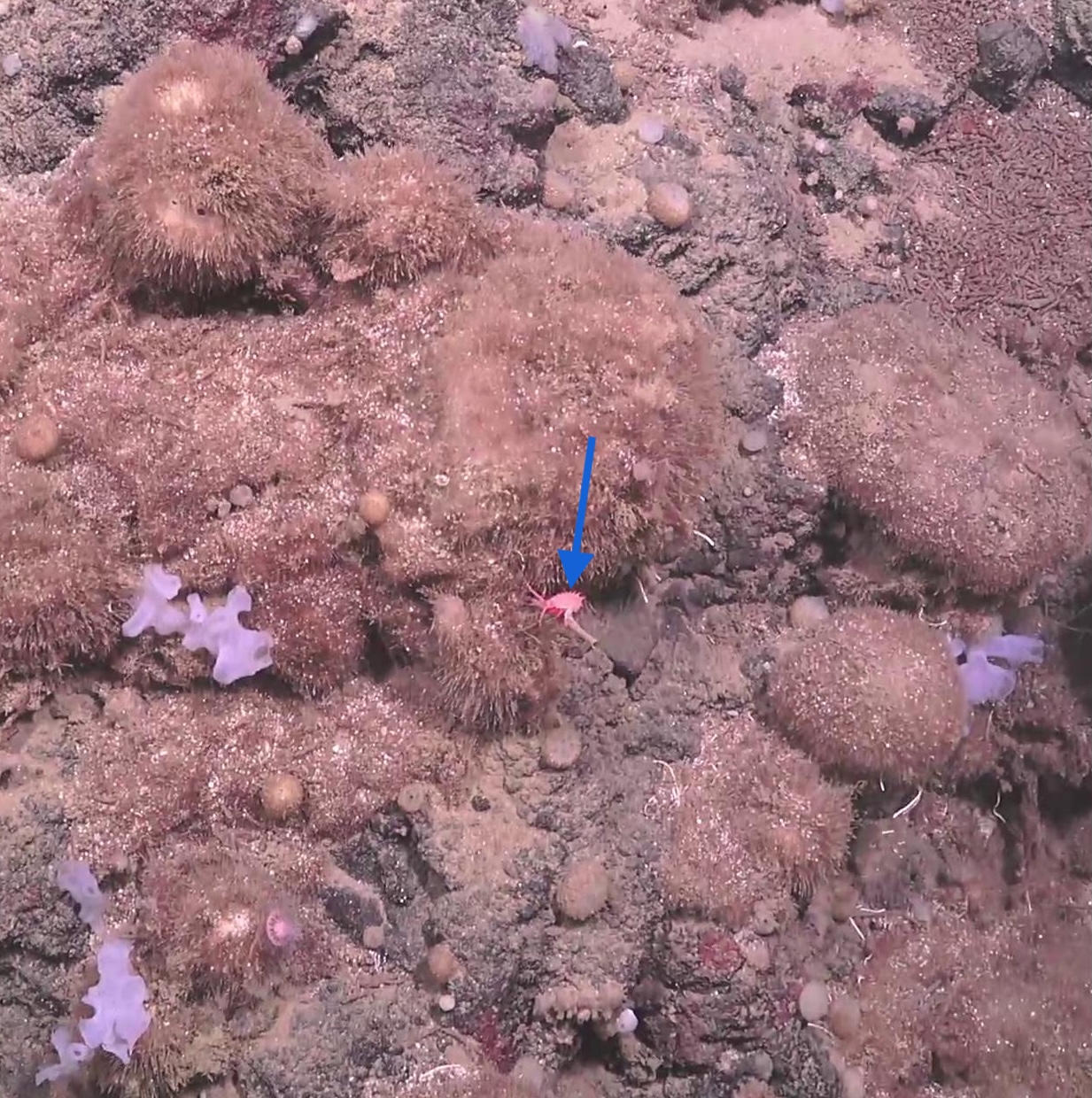 Amphipoda