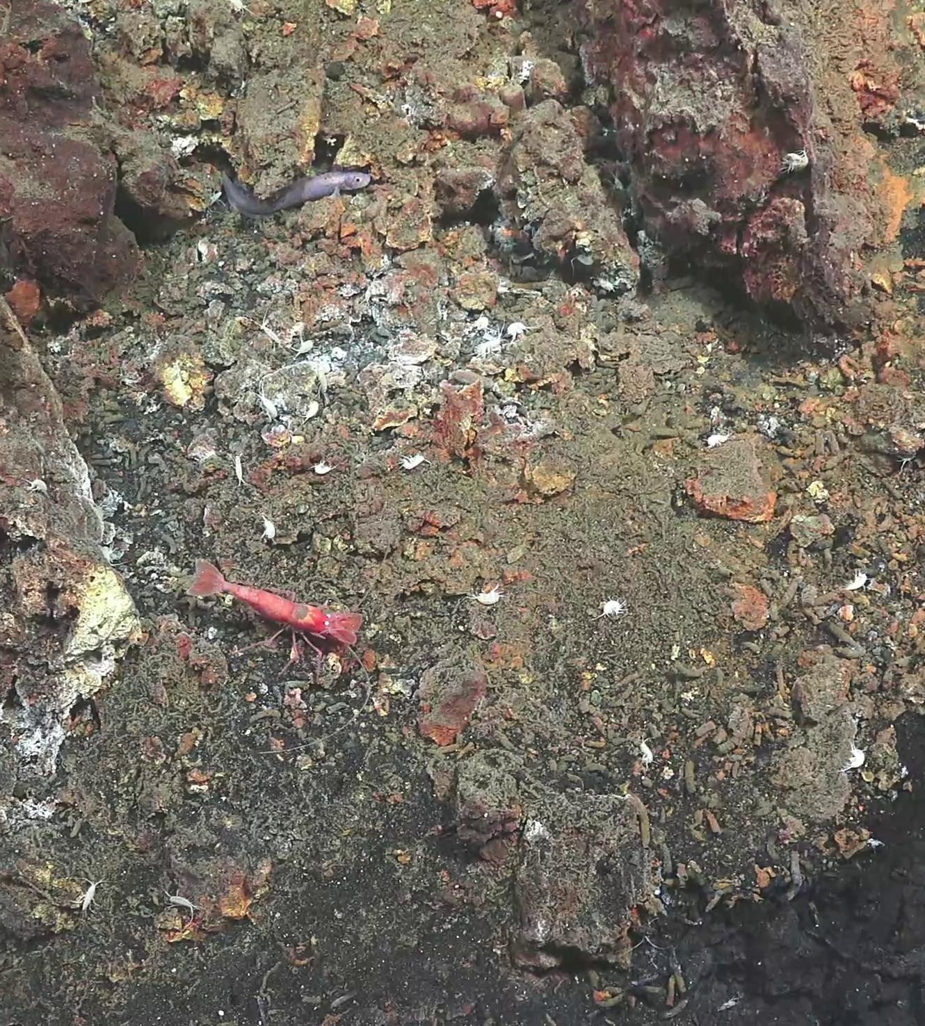 Amphipoda