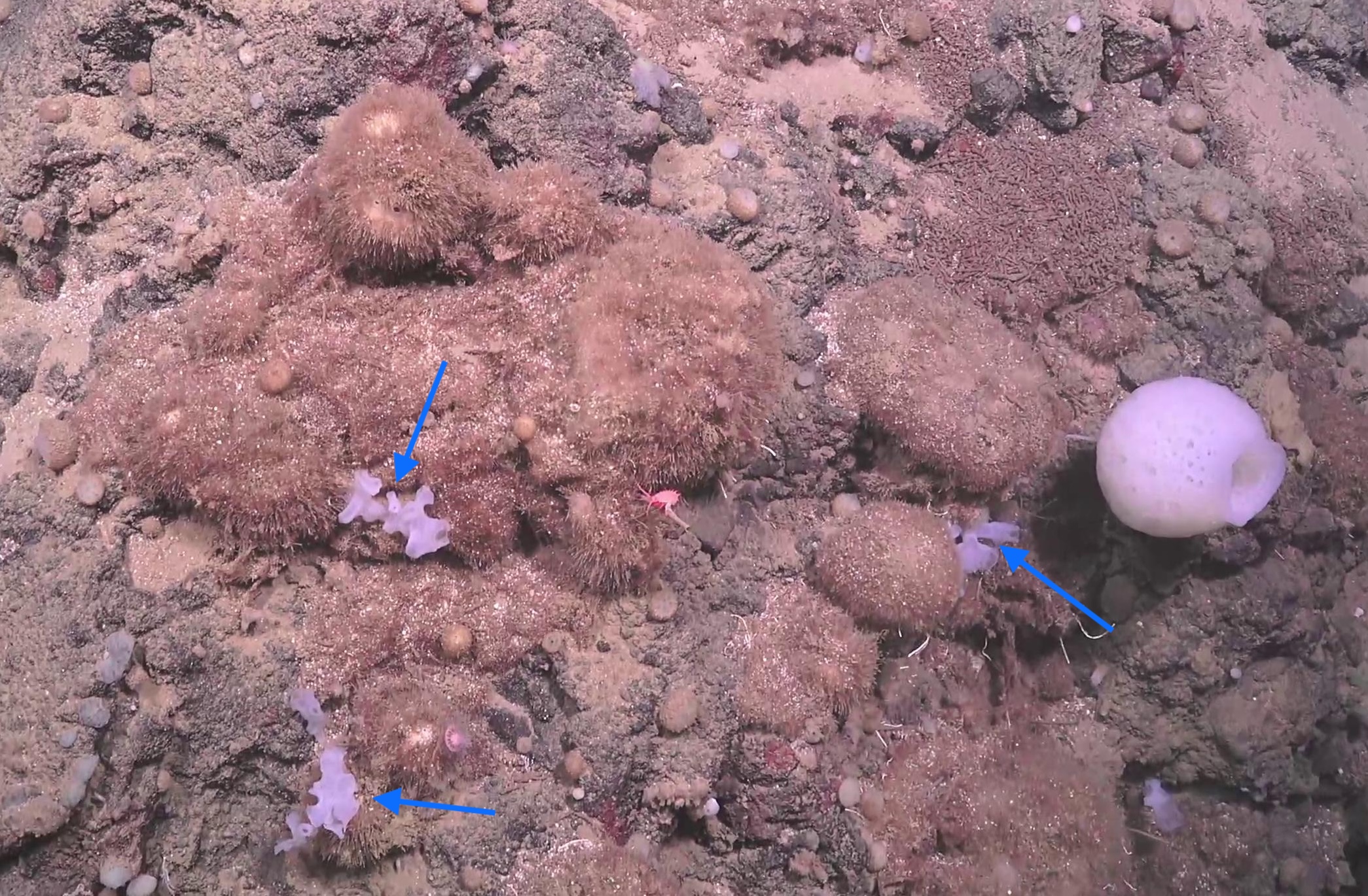Aphrocallistidae