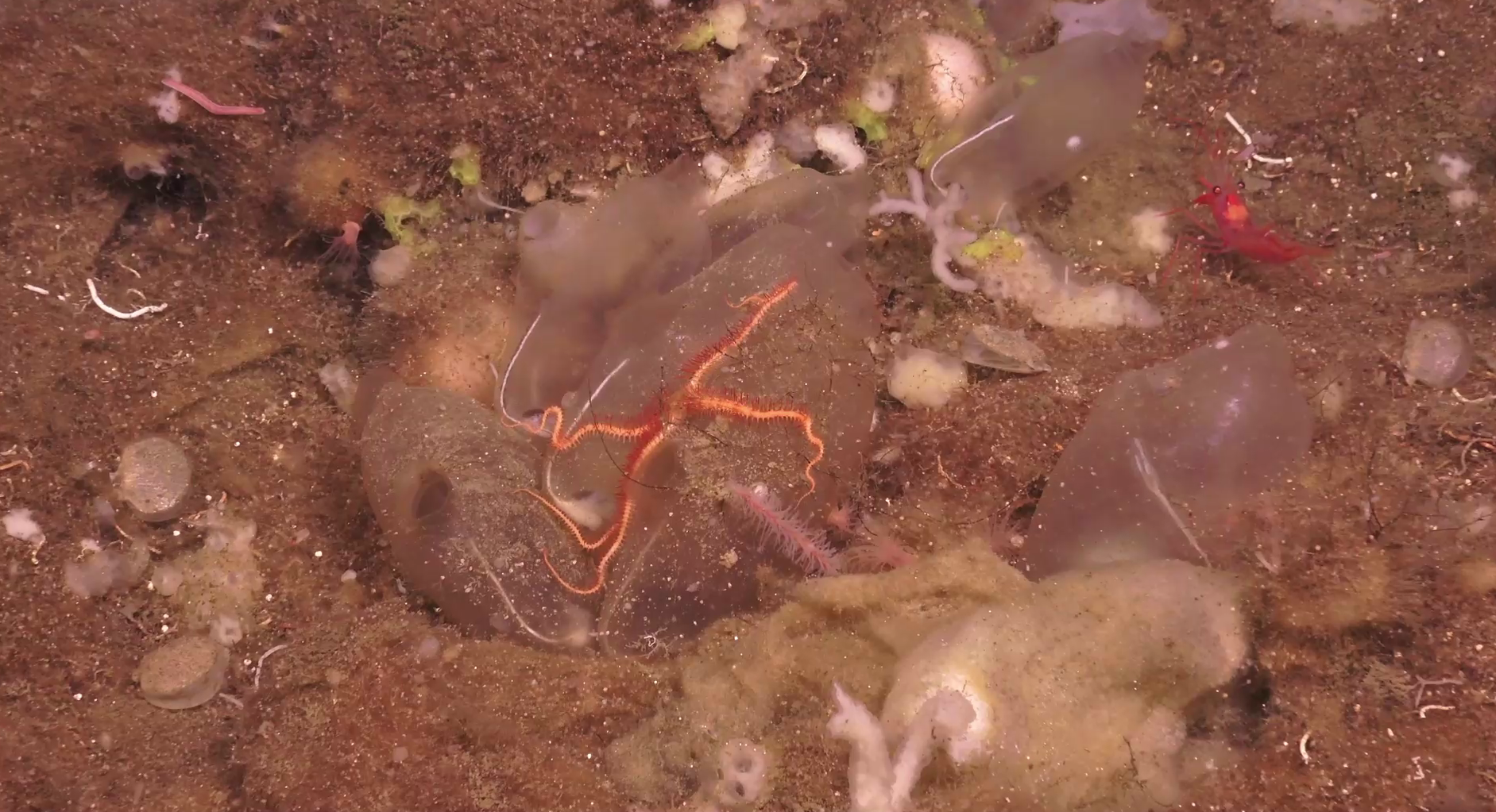 Ascidiacea