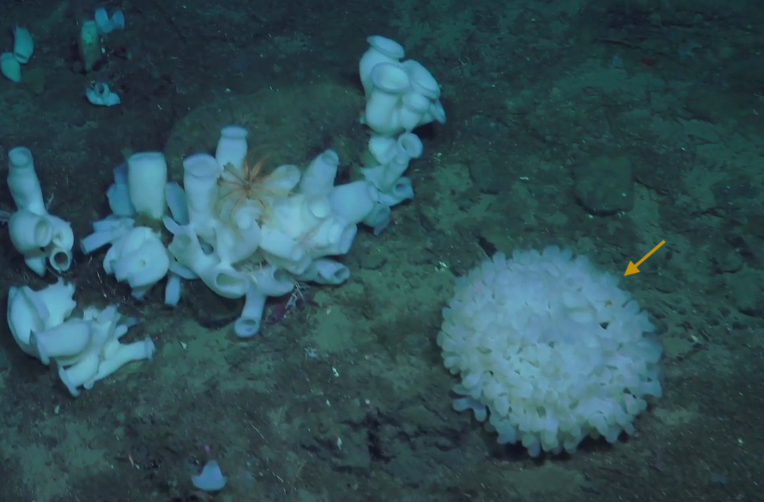 Asconema foliatum