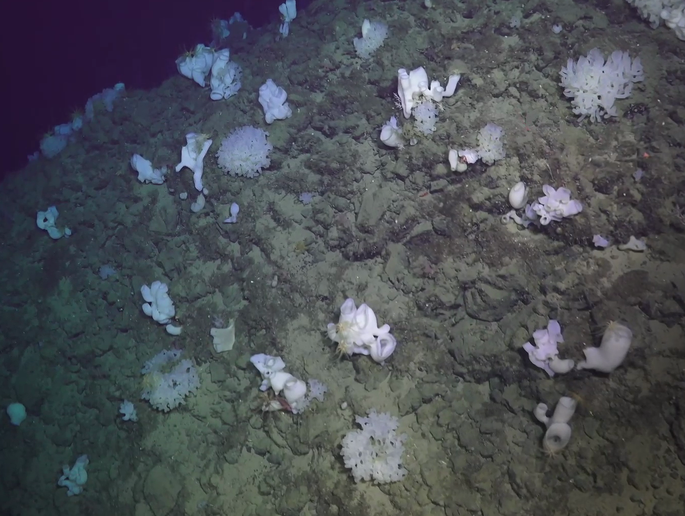 Asconema foliatum