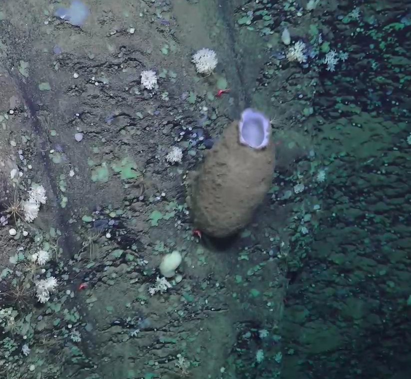 Asconema megaatrialia