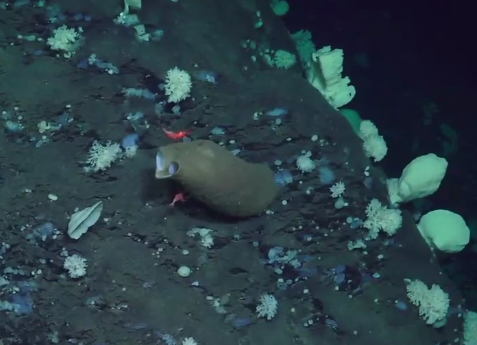 Asconema megaatrialia