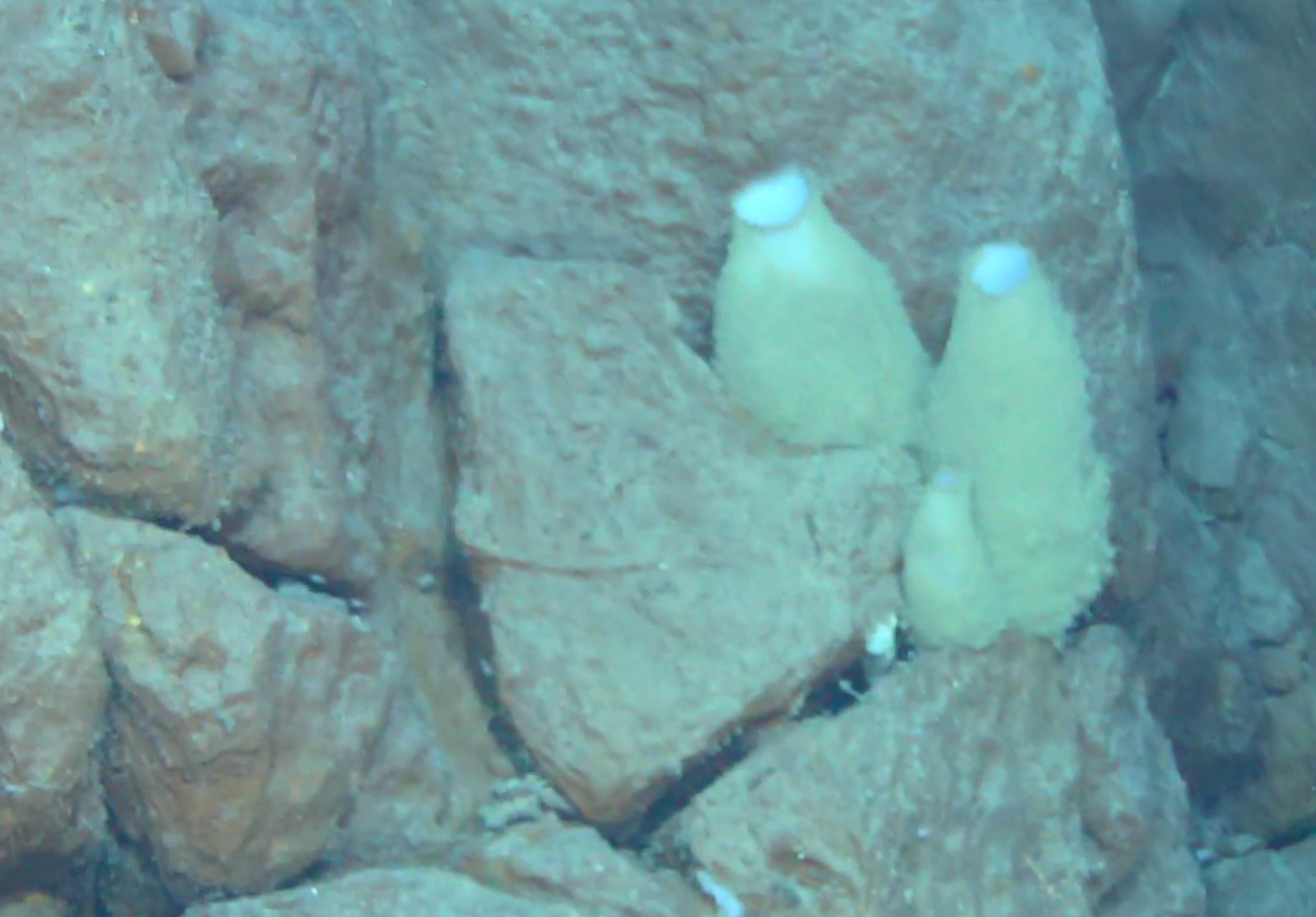 Asconema megaatrialia
