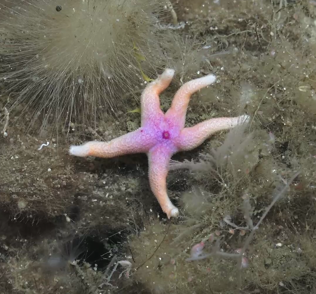 Asteroidea