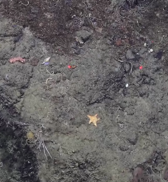 Asteroidea