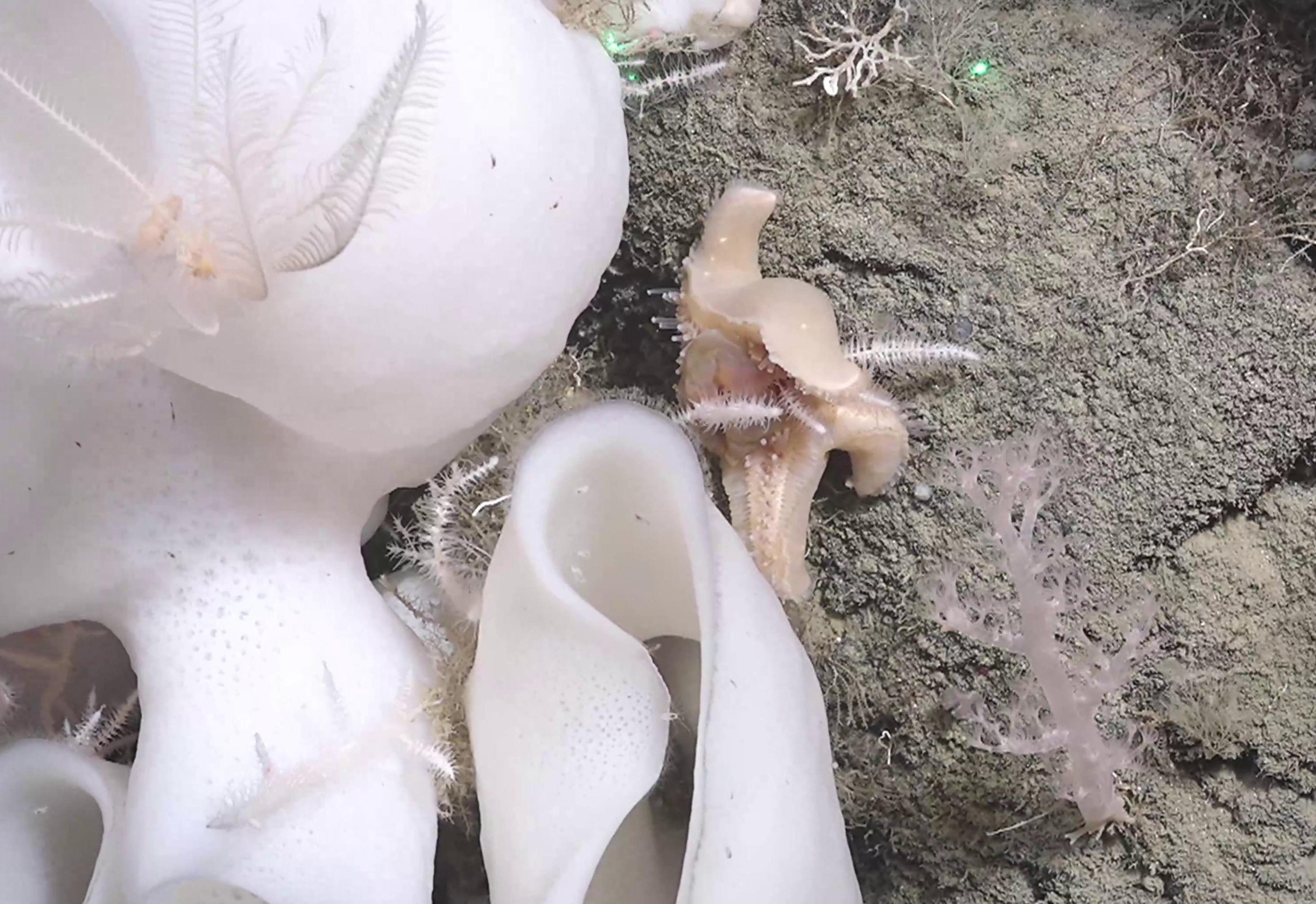 Asteroidea