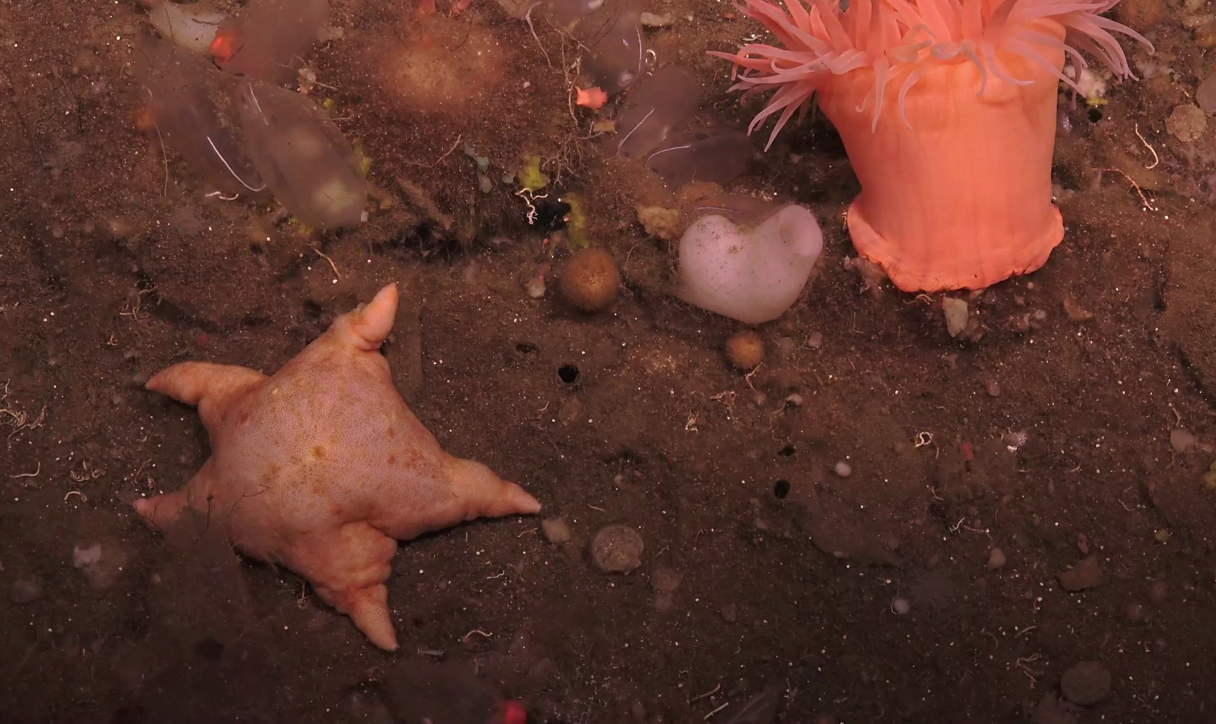 Asteroidea