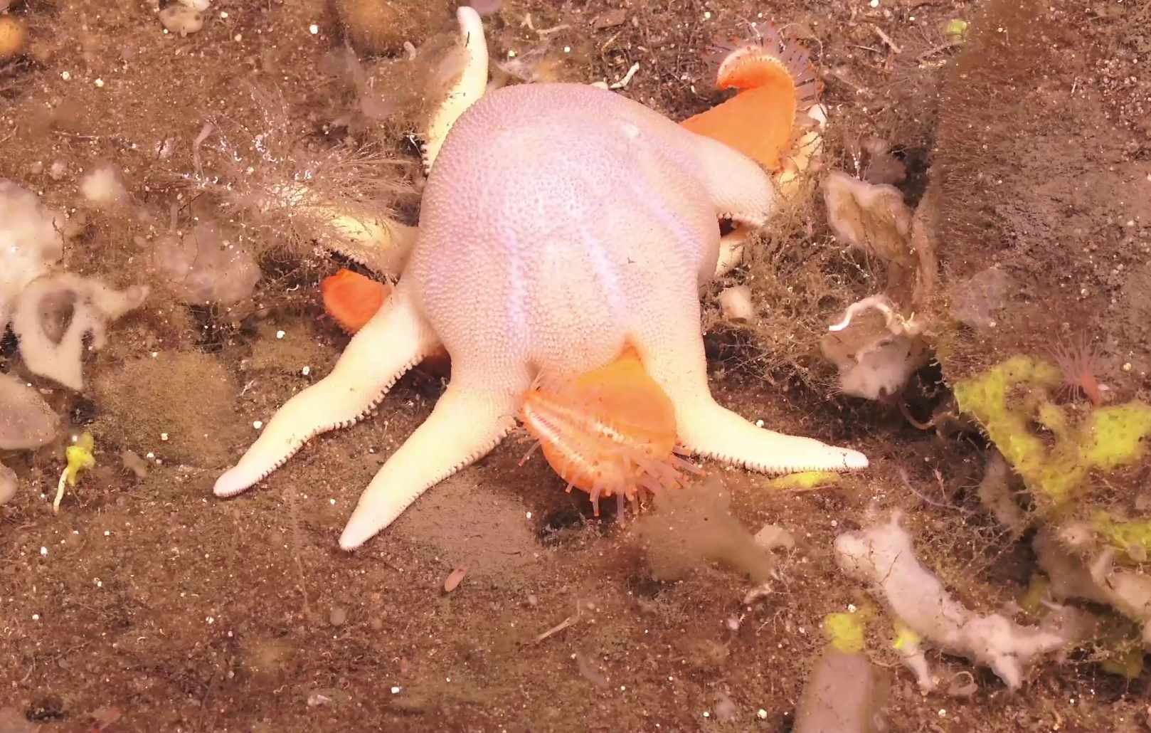 Asteroidea