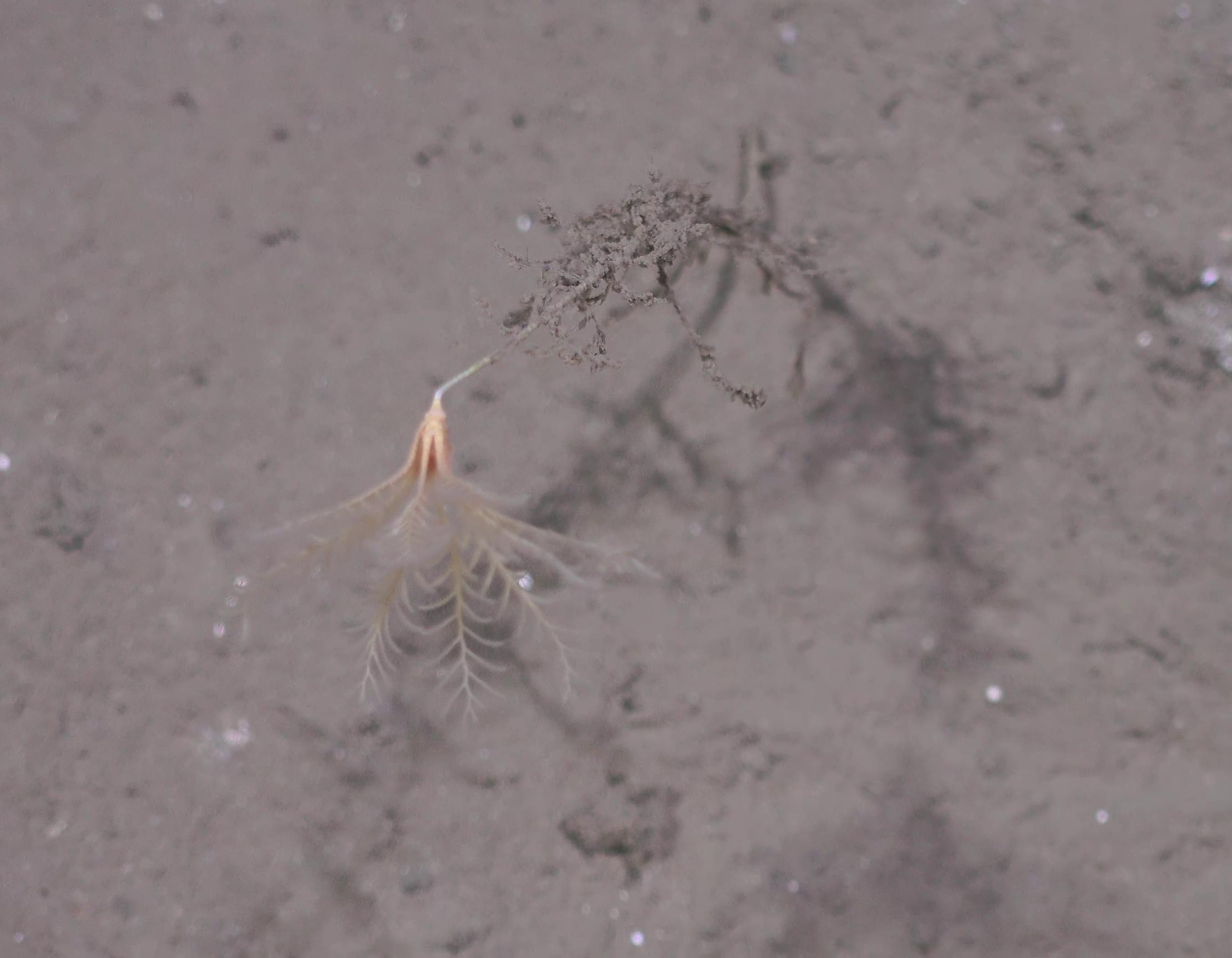 Bathycrinus carpenterii