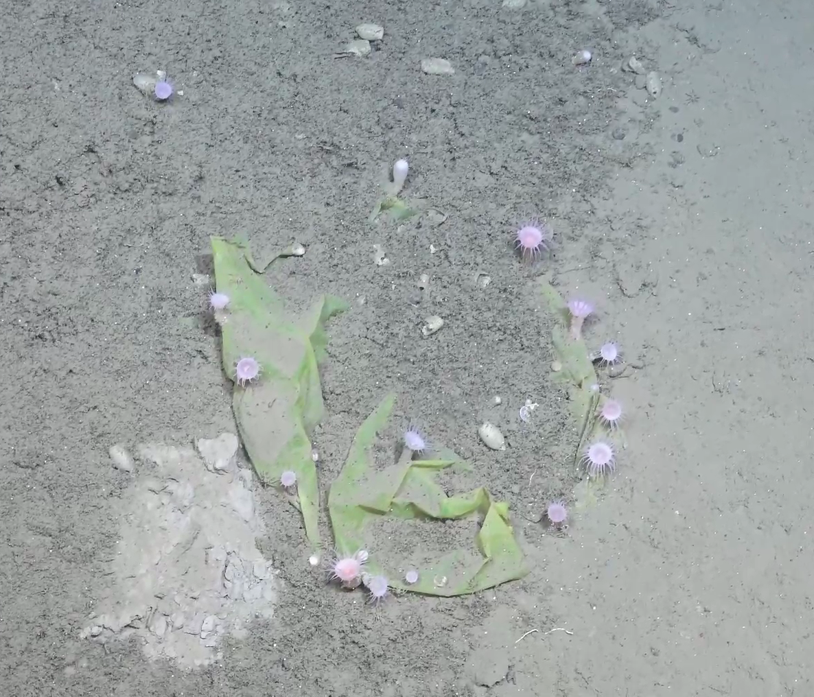 Bathyphellia margaritacea