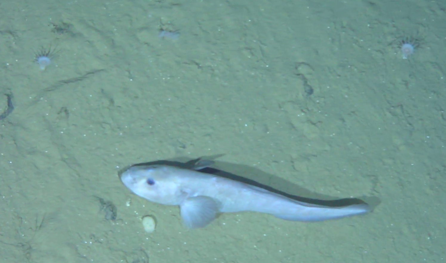 Bathyphellia margaritacea