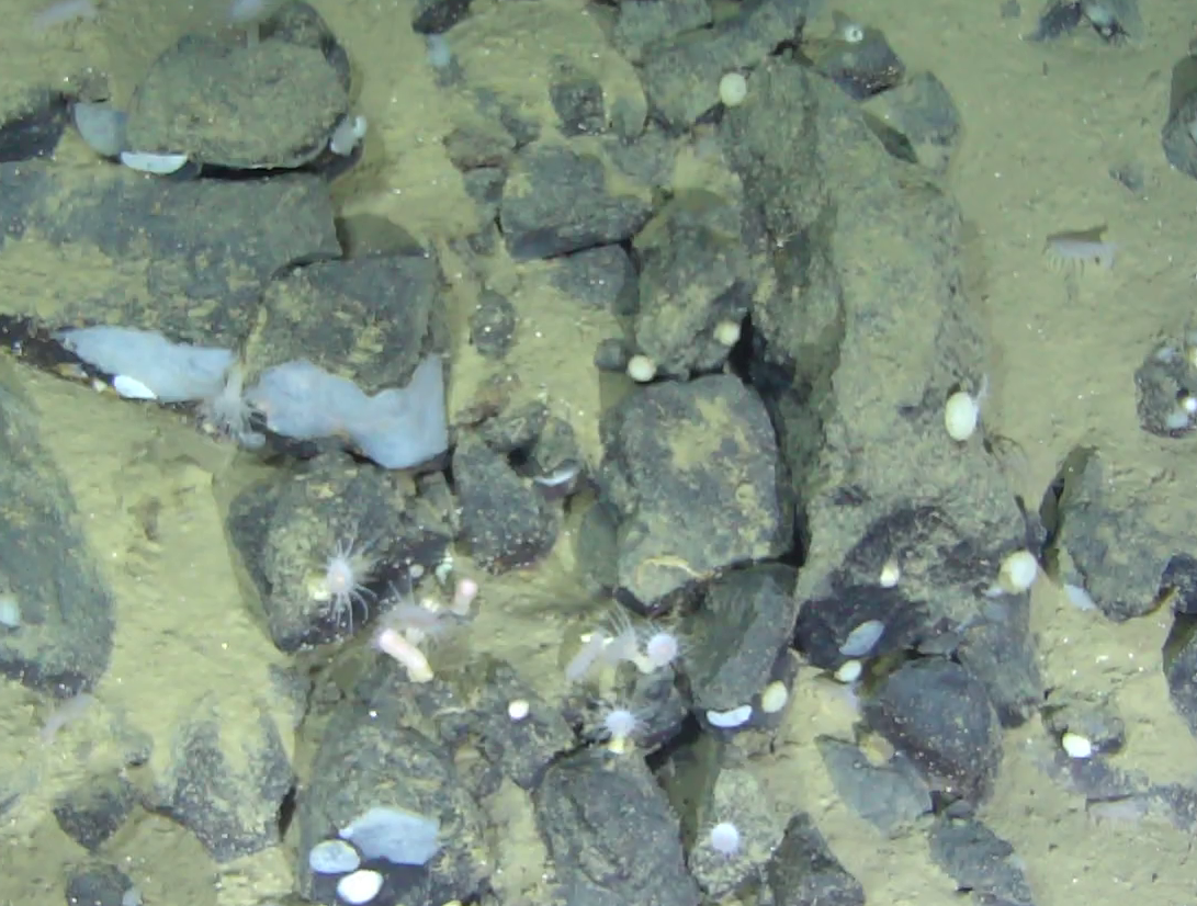 Bathyphellia margaritacea