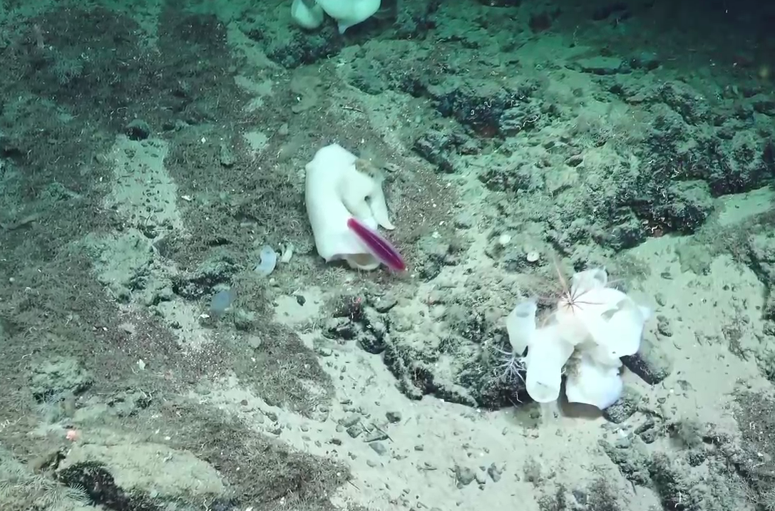 Beroe sp.