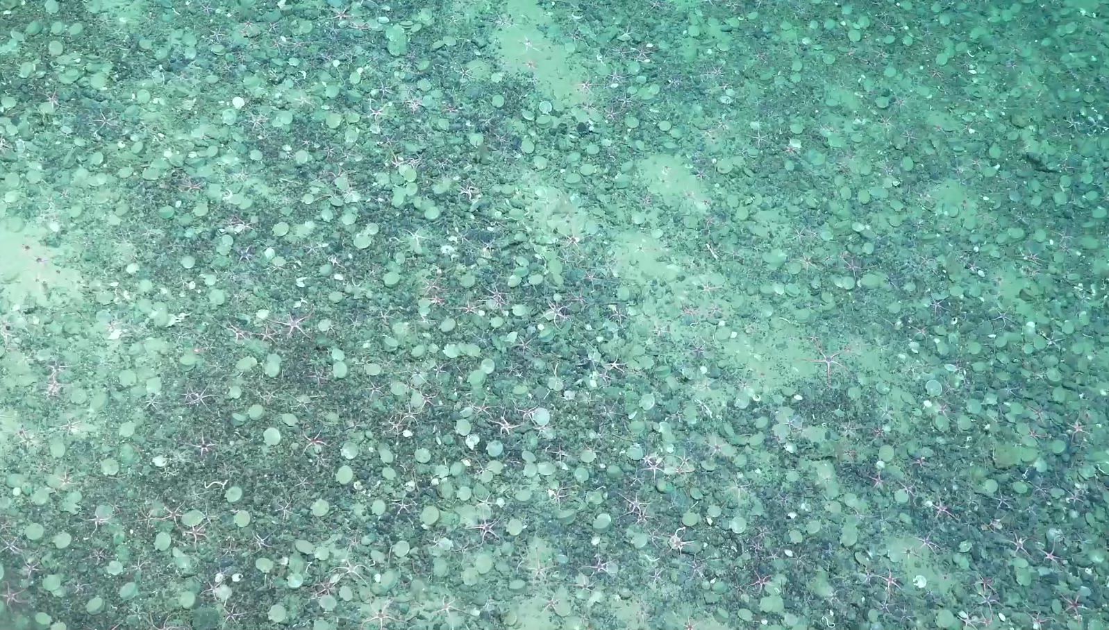 Mollusca