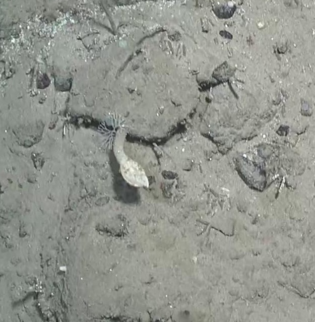 Catherinum striolatum