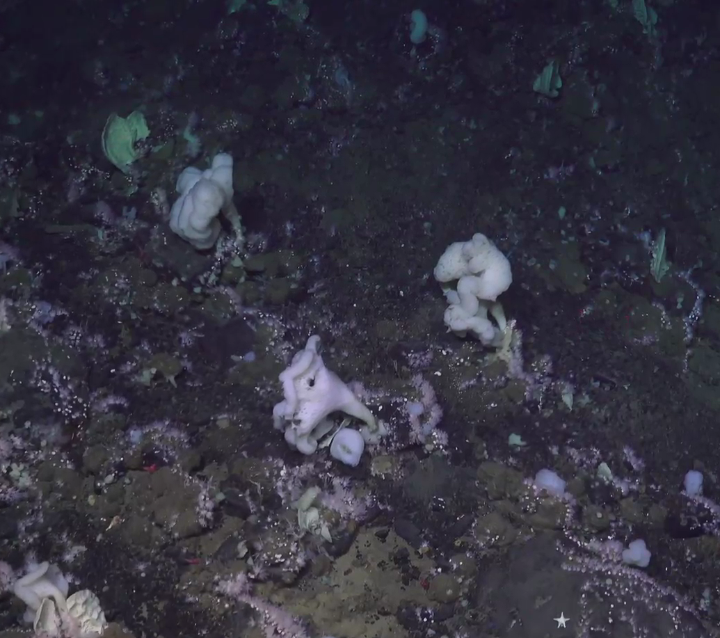 Caulophacus (Caulophacus) arcticus