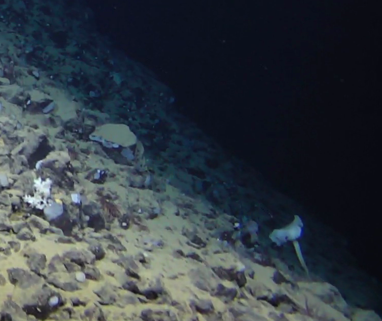 Caulophacus (Caulophacus) arcticus