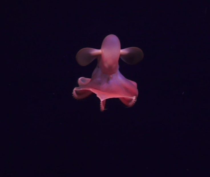 Cirroteuthis muelleri