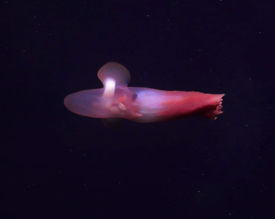 Cirroteuthis muelleri