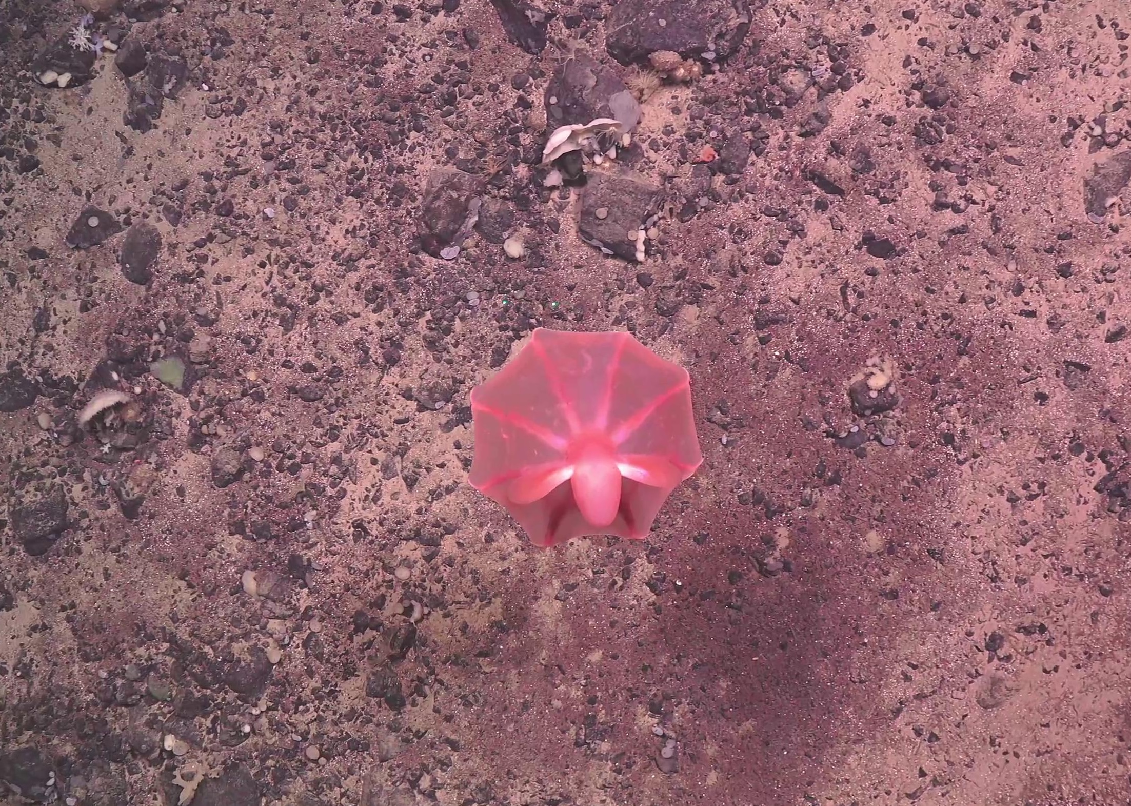 Cirroteuthis muelleri