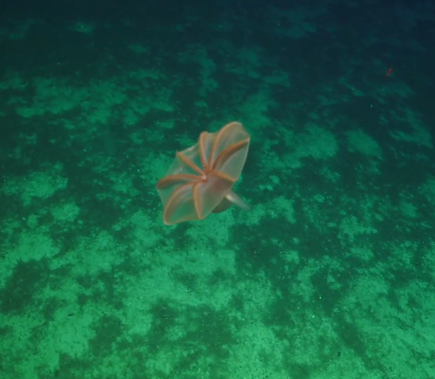 Cirroteuthis muelleri