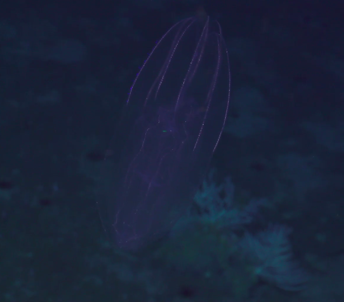 Ctenophora