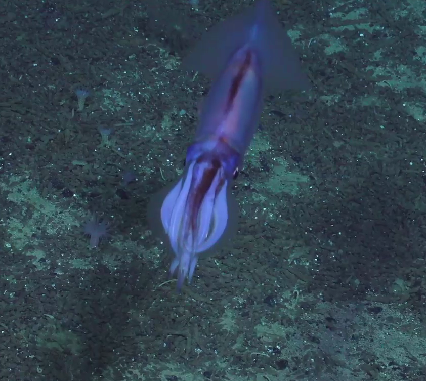 Decapodiformes