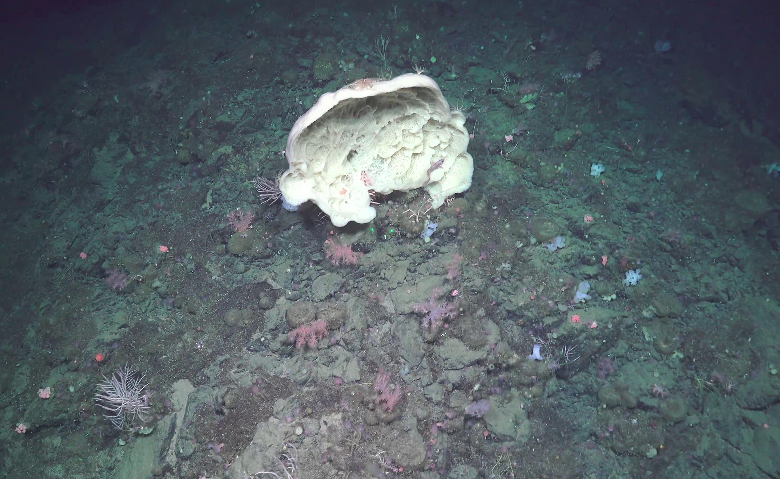 Demospongiae: Fan-shaped sponges