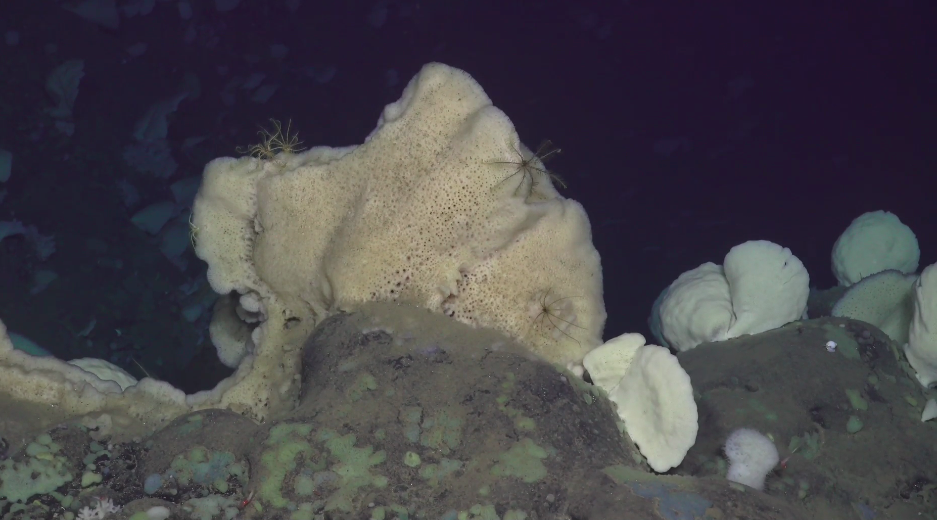 Demospongiae: Fan-shaped sponges