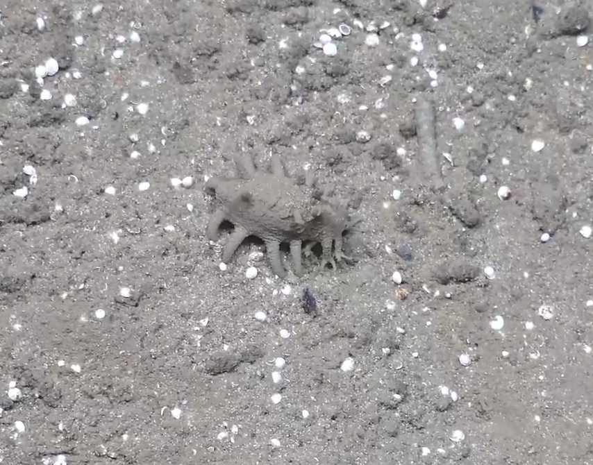 Elpidia sp.