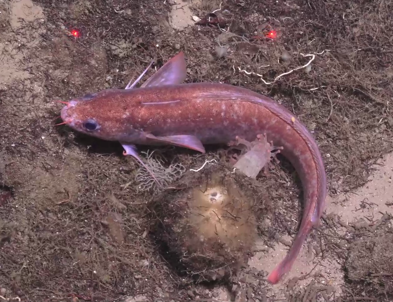Gaidropsarus argentatus