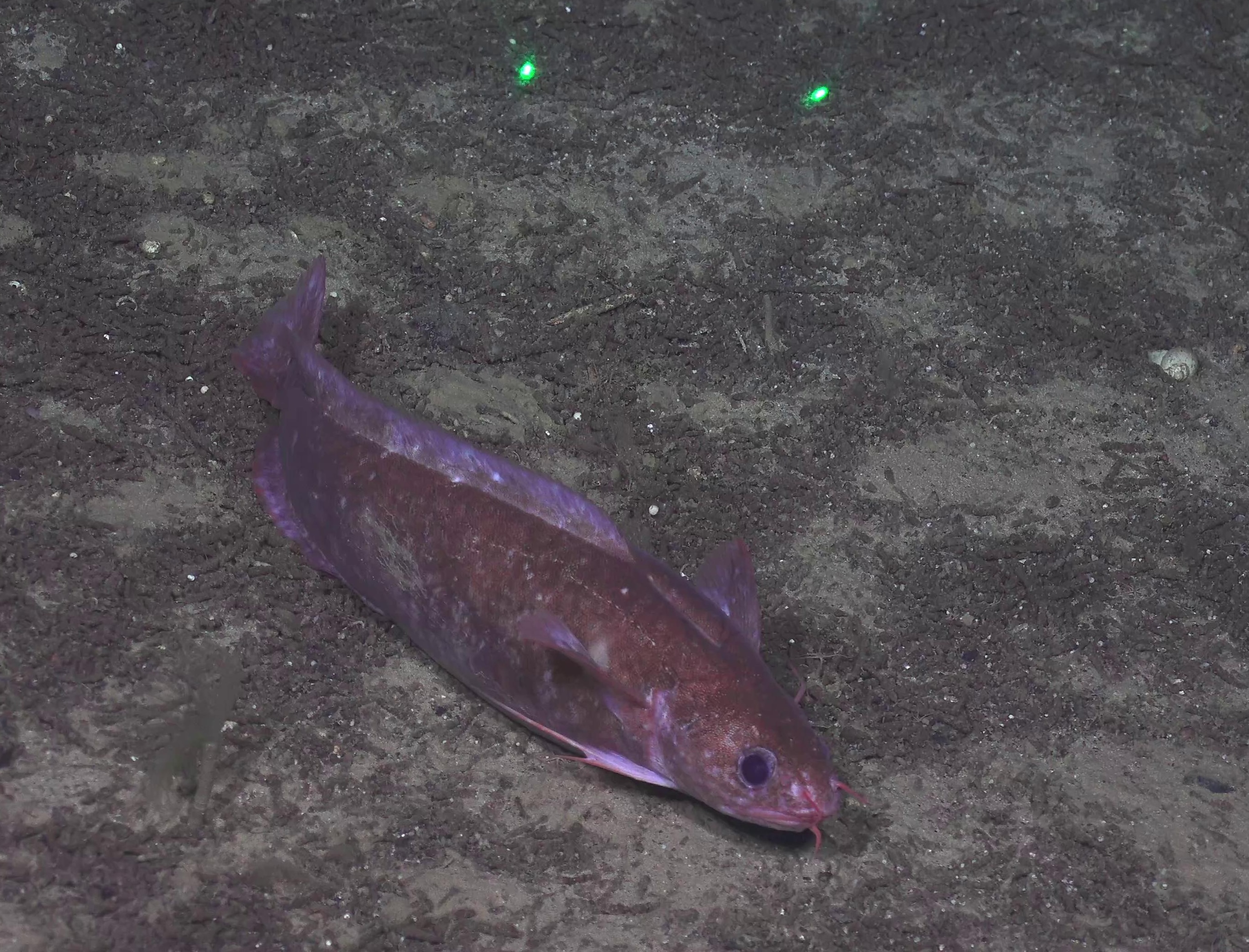Gaidropsarus argentatus