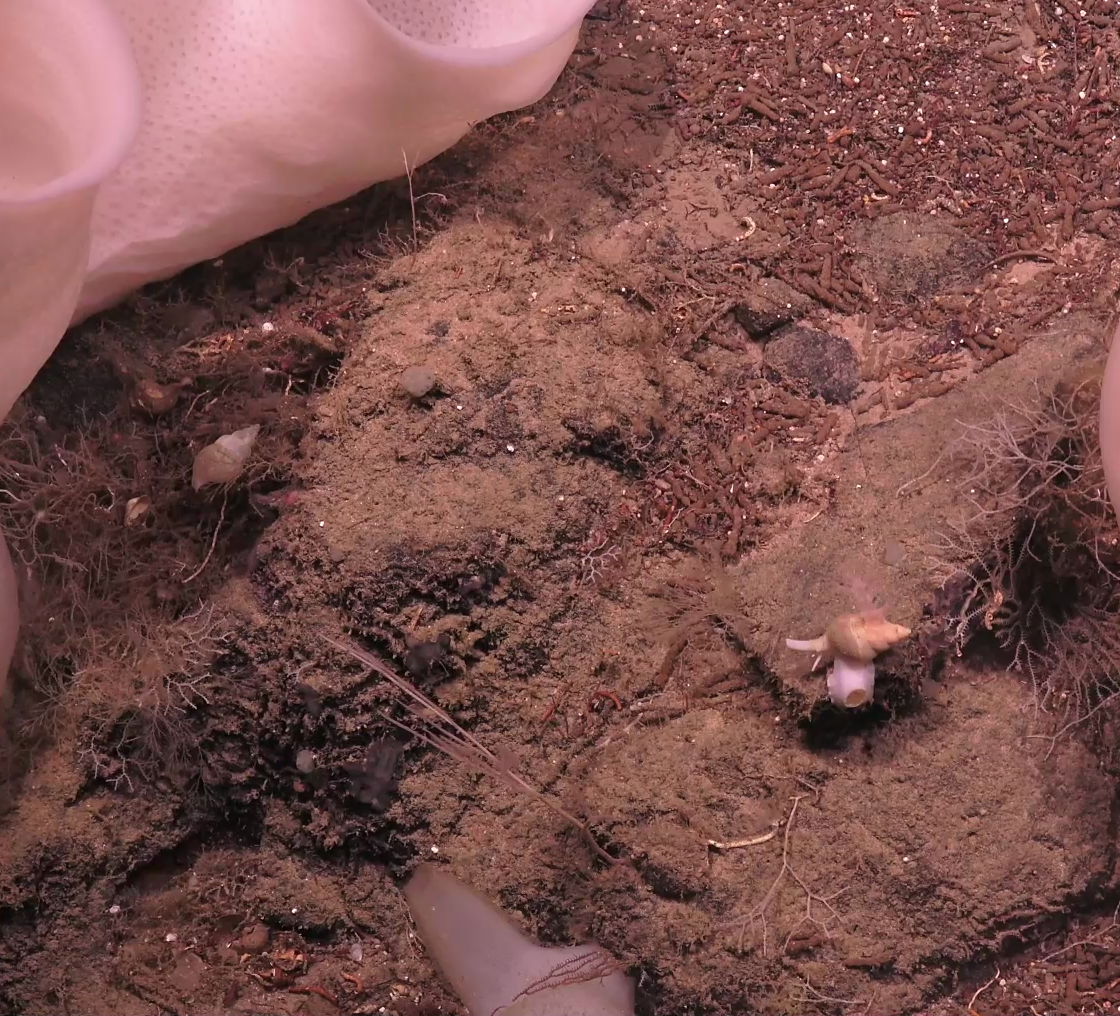 Gastropoda
