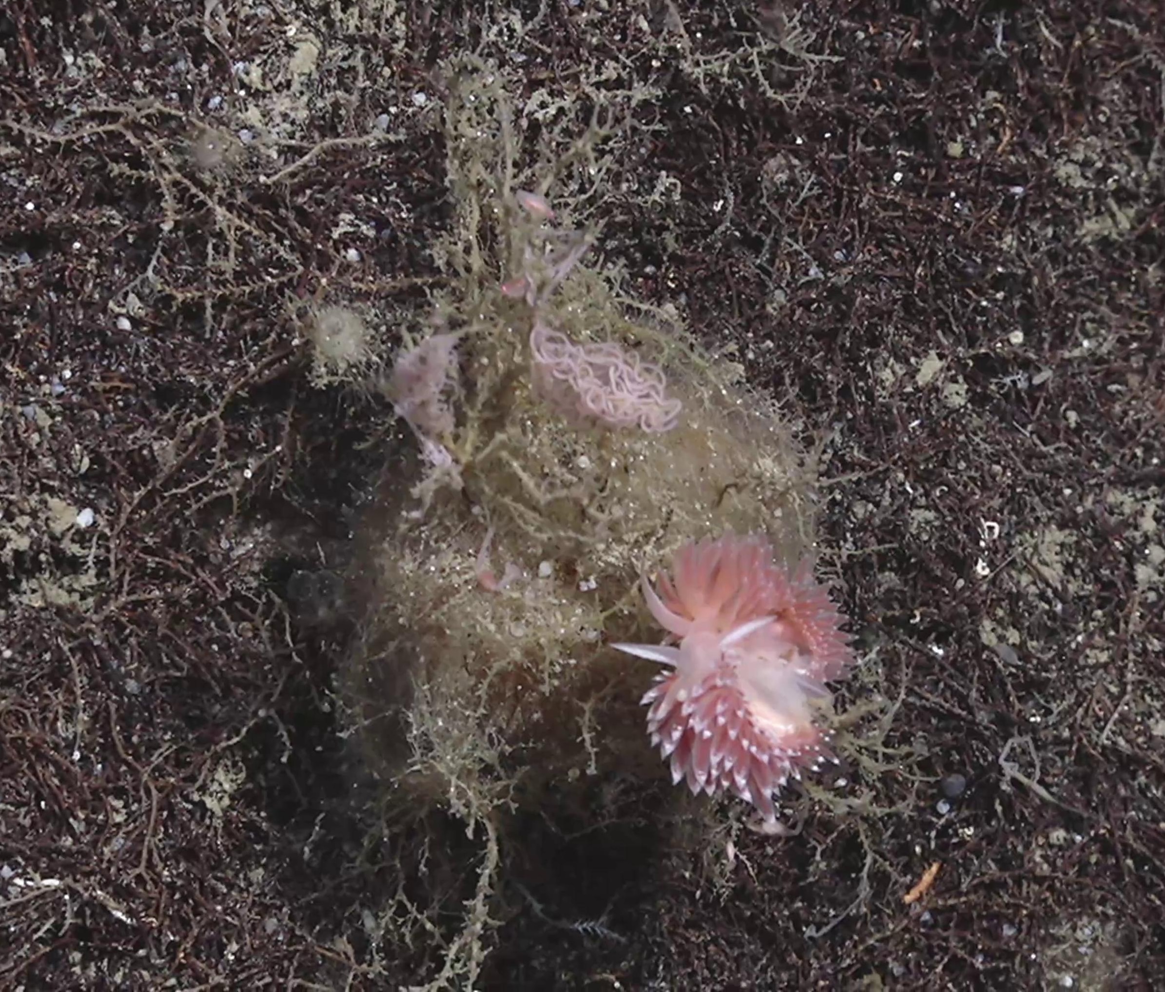 Gastropoda