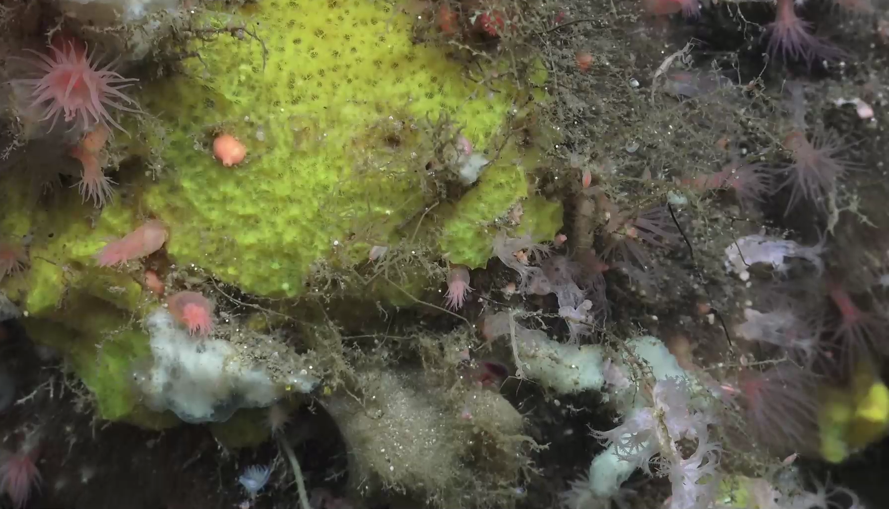 Hexadella dedritifera