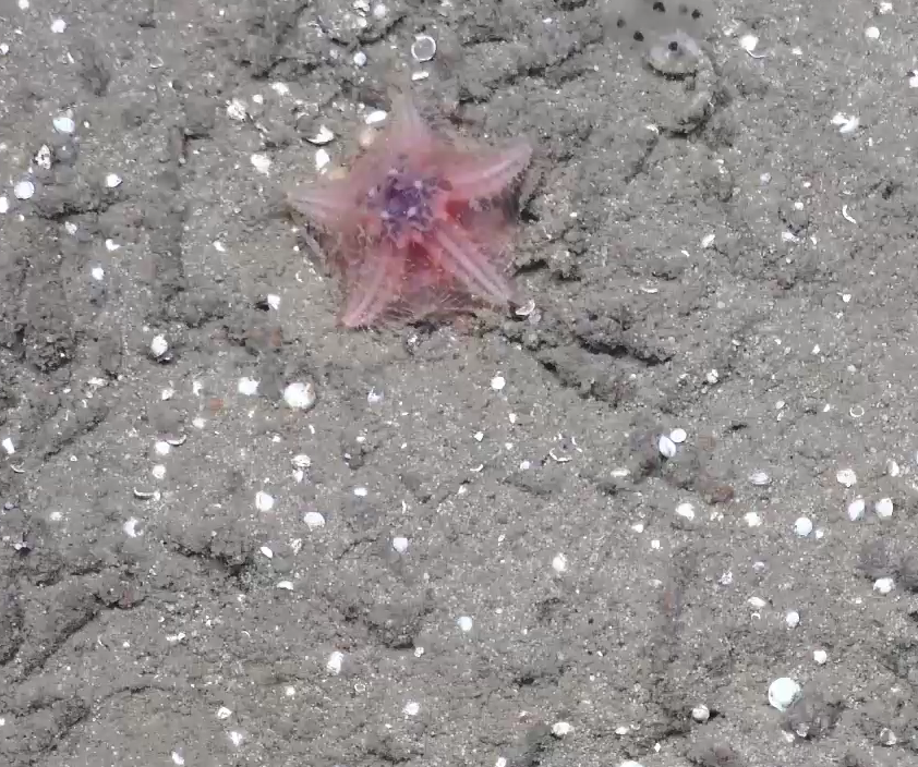Hymenaster sp.