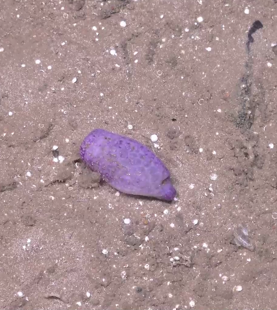 Irregularia