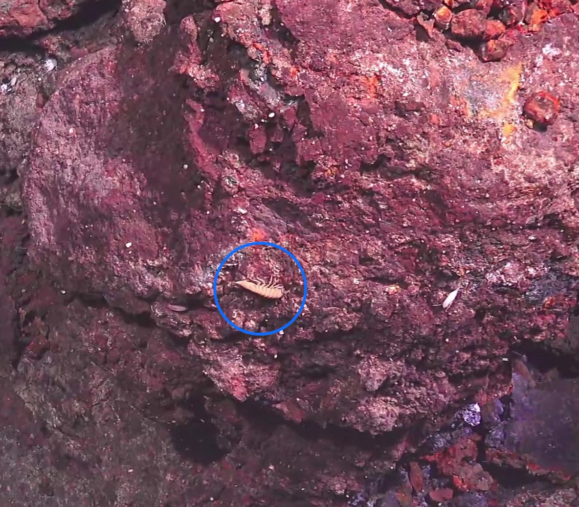 Isopoda