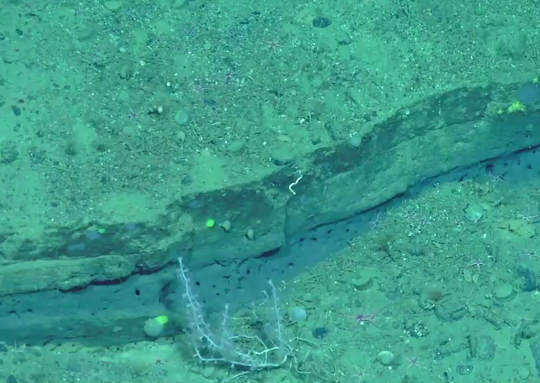 Keratoisididae