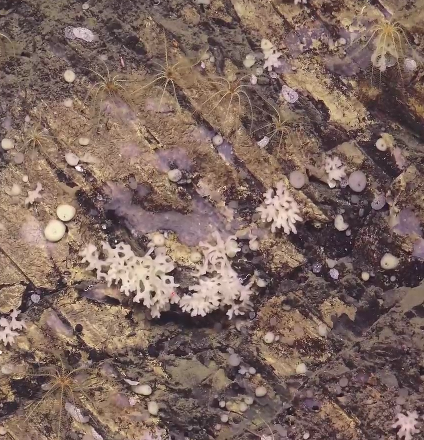 Lissodendoryx (Lissodendoryx) complicata