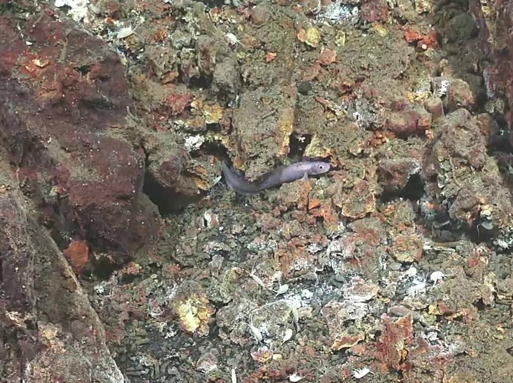 Lycenchelys platyrhina