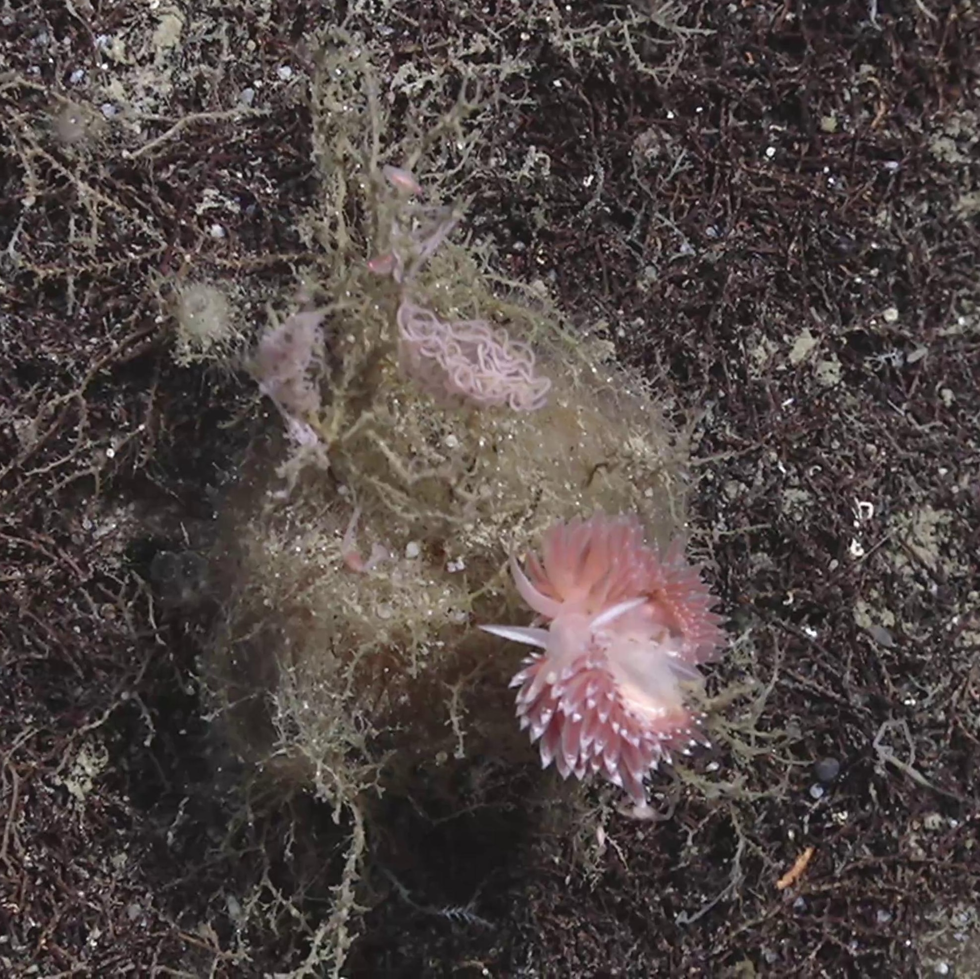 Nudibranchia